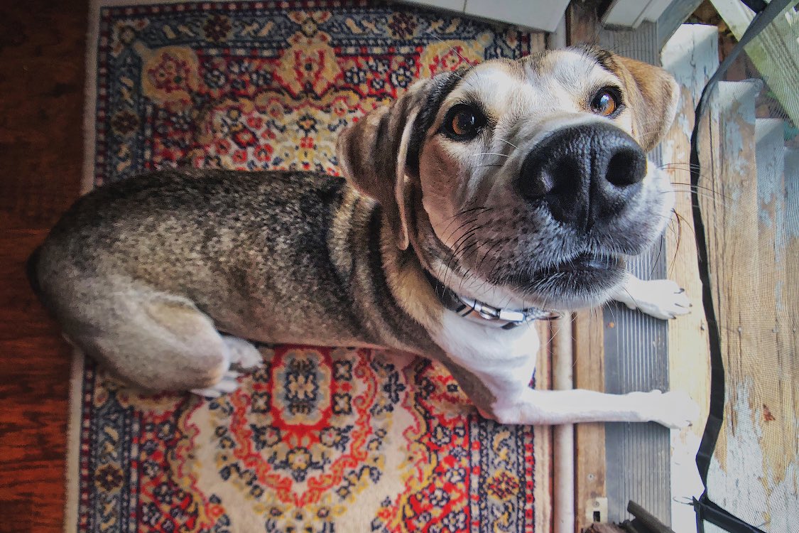 seldeng's tweet photo. I posted this picture of my dog mere moments before The Crash, and I have no idea if anyone likes it. @dog_rates https://t.co/RQpJlPdMbQ