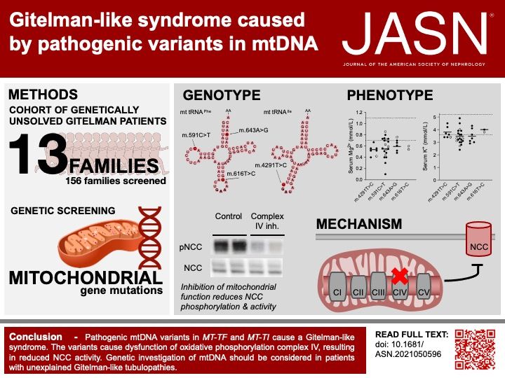 DaanViering's tweet photo. Think of the mitochondrial genome, in genetically unexplained Gitelman syndrome! Ready why in our new study which is out today in JASN.
Full:https://t.co/rZF1iquSyj
Credits also to @knoers Karl-Peter Schlingmann, Detlef Bockenhauer, @jeroendebaaij, Rosa Vargas-Poussou and more. https://t.co/T5Et2kc5kR