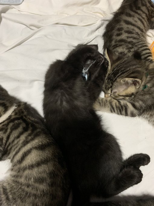 ムンクの叫びのtwitterイラスト検索結果 古い順