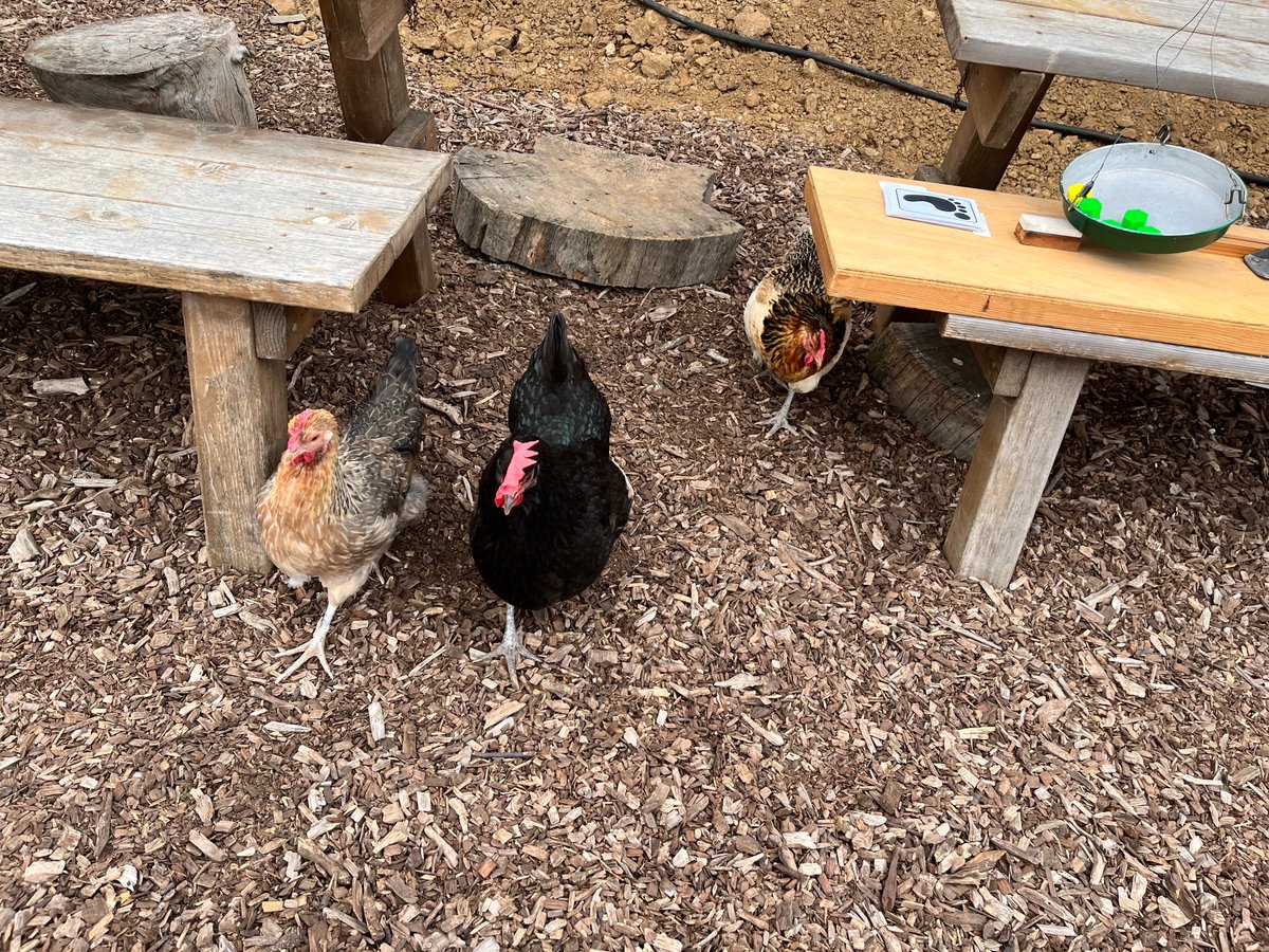 BCKPrograms's tweet photo. We can't think of a better way to kick off @eusdtweets' ecoliteracy programs than with chickens on a school farm. Today we met with students at Ocean Knoll Elementary School to explain how they will create a climate action plan for their school to mirror the @EncinitasGov CAP🌎💚 https://t.co/jxwMWzy9RM