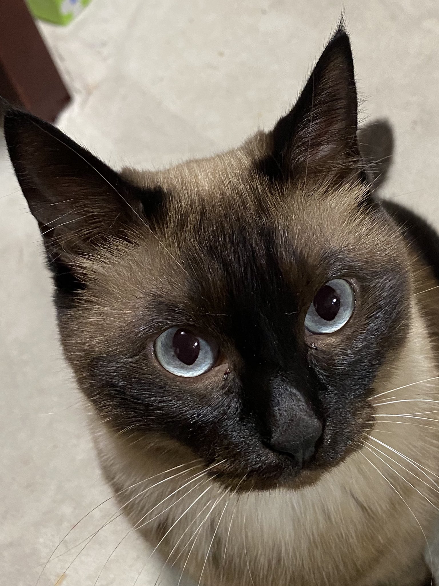 Majima 猫 ドライブ好き猫 デブ猫 シマホネコダスケ シマホイヌダスケ 猫好きさんと繋がりたい 可愛い件 おヨリも可愛い T Co Fixs8z9zej Twitter Majima 猫 ドライブ好き猫 デブ猫 シマホネコダスケ シマホイヌダスケ 猫好きさんと繋がりたい 可愛い件 おヨリも可愛い T Co Fixs8z9zej Twitter