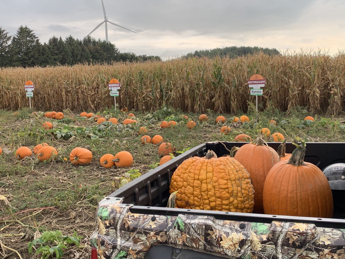 StennettBryan's tweet photo. Great night to pick some pumpkins! ⁦@SylviteAg⁩ ⁦@ChrisRobson11⁩ #ontag https://t.co/U5ditGbIHf