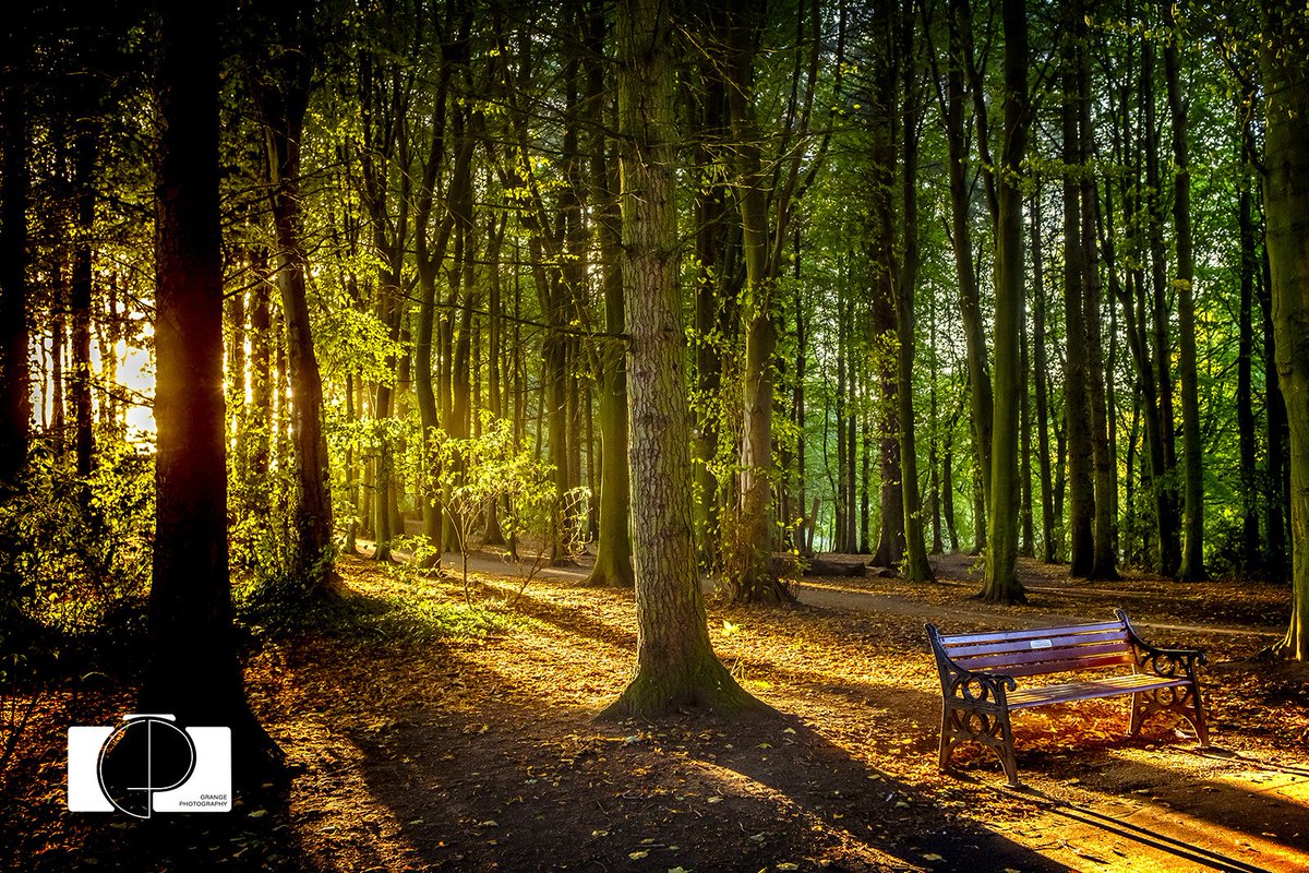 Lovely night over Hardwick Park Sedgefield this evening with my pups Lily and Luna. Autumn is definitely here now. 
#landscape #Autumn #grangephotography #hardwickpark #sedgefield #sunshine #woods #parkbench #pennyforyourthoughts