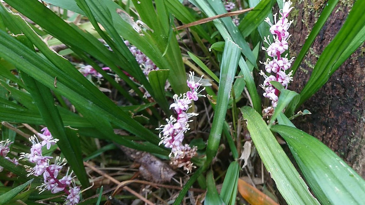 メリアルーム 土日祝いいね お休みです 今日の花 10月5日の誕生日花は 吉祥草 花言葉は 吉事 です この日 生まれの人は 陽気な人が多いです 深刻な雰囲気が苦手なので常に皆を楽しませ いつも周りには仲間が集まってきます 10月5日