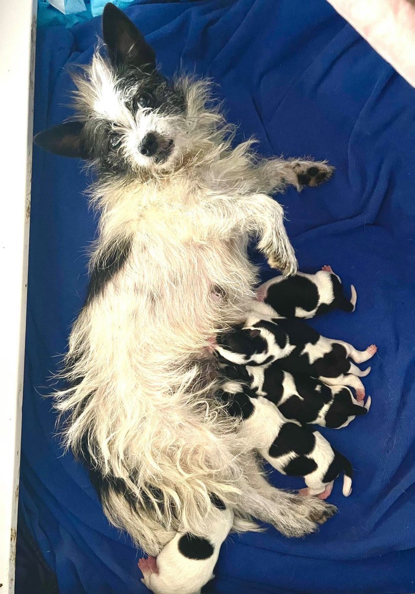 LovebugsRescue's tweet photo. Cookie and her five pups are doing awesome. We are still in awe how strong this tiny gal is. We are guessing this isn't her first litter, but it will be her last. πΎβ€πΆπ©
.
.
#cookie #lovebugsrescue #instadog #dogstagram #orangecounty #california #pregoproblems #mamadog https://t.co/JnLm1j7yre