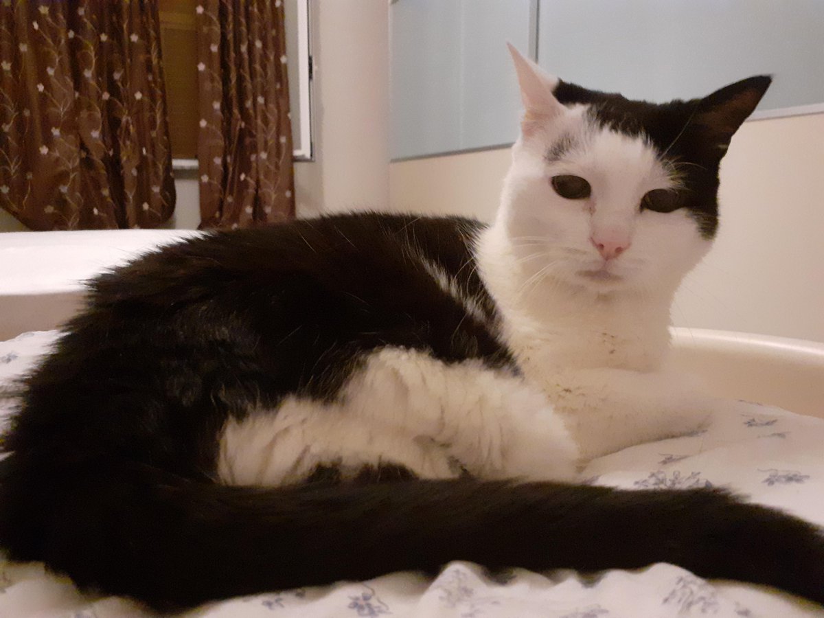 hey you! my 19 years old beauty wishes you a great day! :)
Author: u/DaLollix
reddit.com/r/cats/comment…
via r/cats