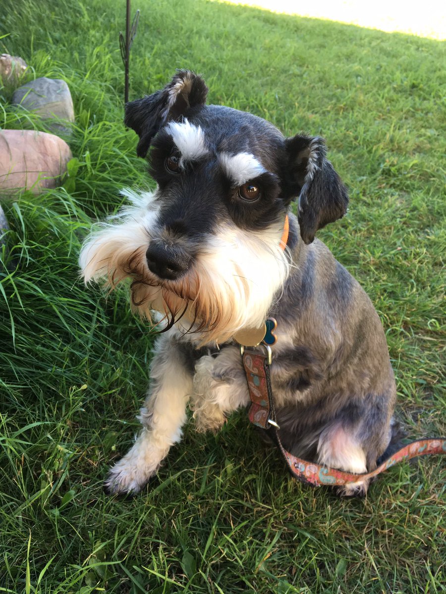 Pam Mehl (@pam_tweets1) on Twitter photo Watching some older episodes od “America’s Top Dog” with my Odin. I saw Andrea Fergerson and her Giant Schnauzer named Rebel! 
Andrea is inspiring! Go Rebel!
Fear the Beard!
#schnauzer @americastopdogs #schnauzerlife Watching some older episodes od “America’s Top Dog” with my Odin. I saw Andrea Fergerson and her Giant Schnauzer named Rebel! 
Andrea is inspiring! Go Rebel!
Fear the Beard!
#schnauzer @americastopdogs #schnauzerlife