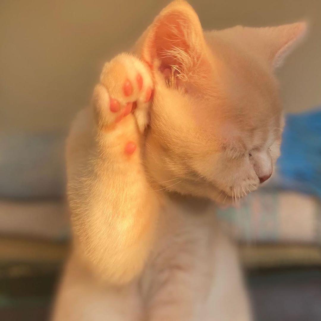 <a href="/hauslabs/">Haus Labs by Lady Gaga</a> Um, that would be me . . . 🐾^