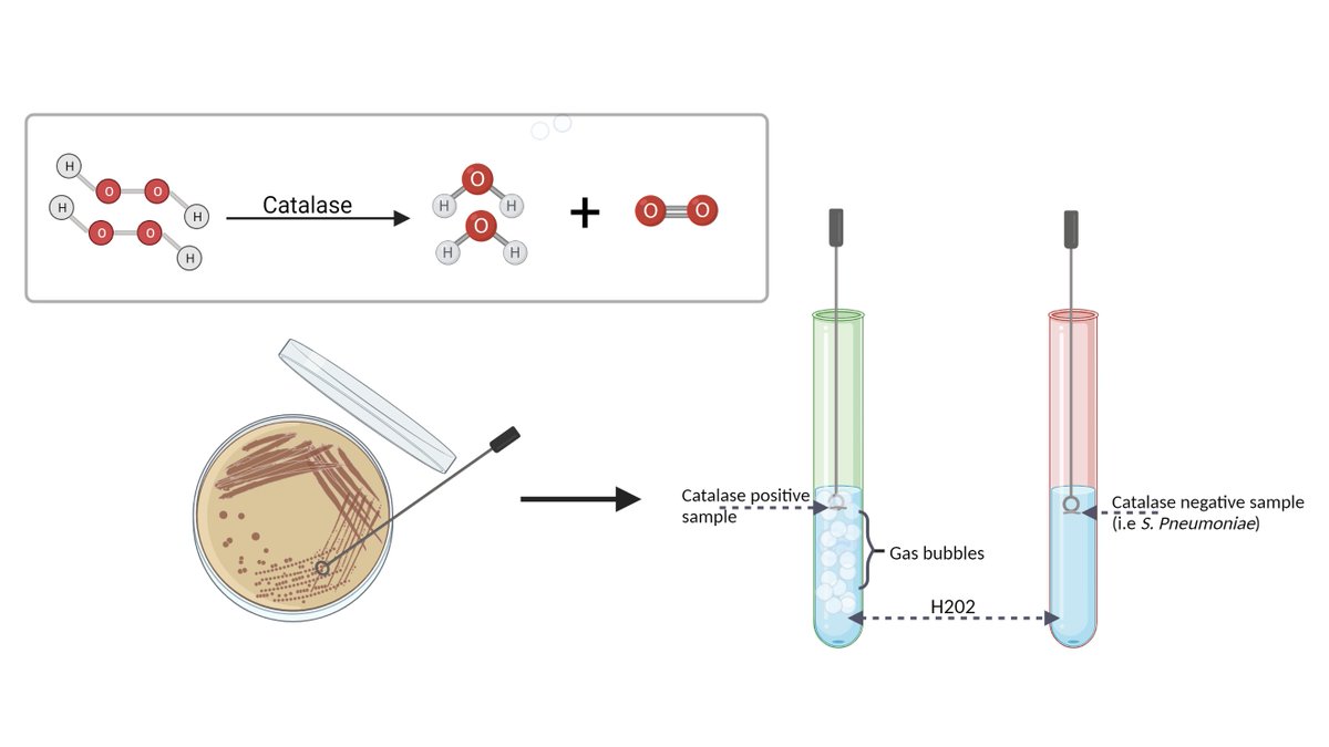 brooke_h11's tweet photo. @BioRender Whipped up these graphics to supplement S.Pneumoniae identification lab protocol, at stupid O´clock last night https://t.co/91KgndFjOG