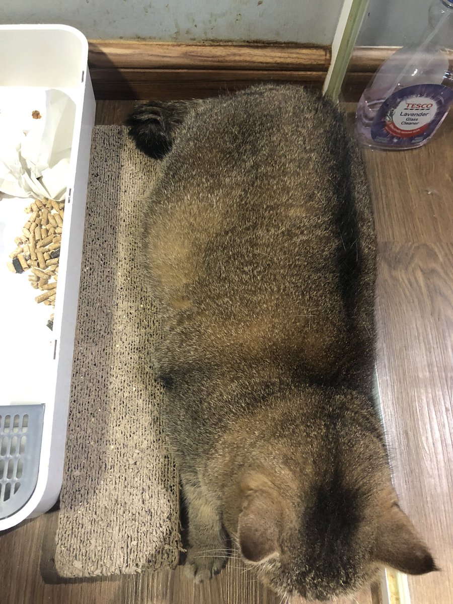 catzoniaLIVE's tweet photo. Sherbek ni lagi besar daripada scratcher 😅

📍Catzonia Johor Bahru https://t.co/UIqI8wWamR