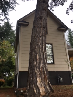 TreeMamaSEA's tweet image. First fall survey - and we are taking on a mystery tree in Seattle, WA (Wallingford neighborhood)!

Judging by the lack of scales on the bark, this 2-needle pine IS NOT a Shore Pine. But what is it...? 🤔

#iSeaTree #MakingTreesCount