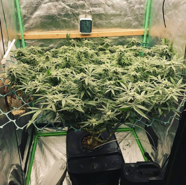 ViparSpectraLED's tweet photo. Terp profile of fuzzy peaches for days,which growing under #XS1500
π5% discount code for XS&P Sereis: VIPINS
Viparspectra---Always growing. #GreenHouseLab @viparspectra
#viparspectra #growing #indoorplants #cannabisgrow #cannabis #plants #marijuanagrowers #planting #growlight https://t.co/w1r5o591RC