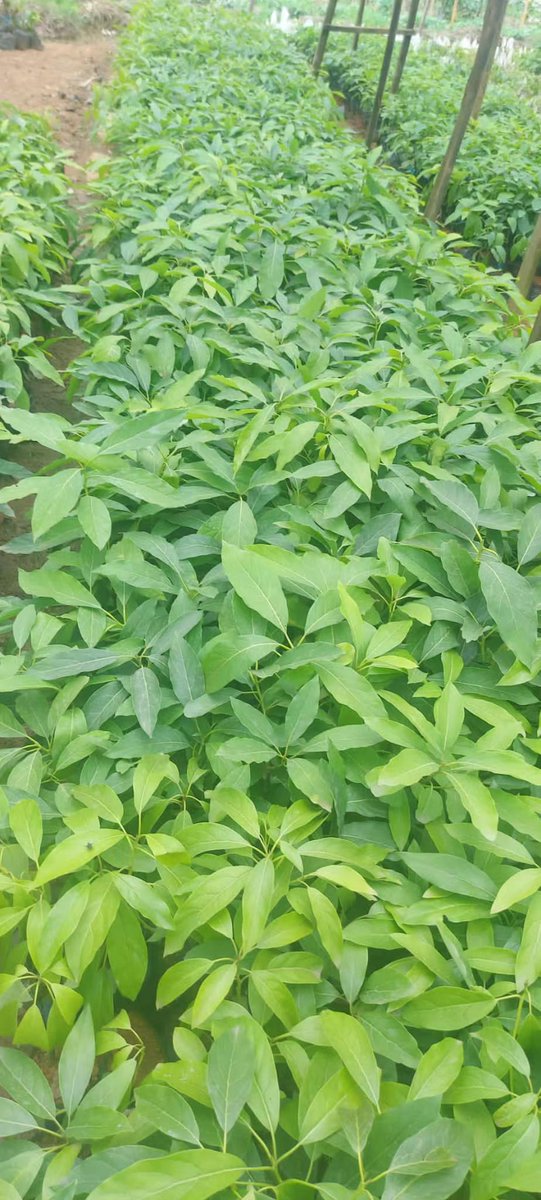 High quality grafted avocado (hass variety) and mango ( tommy variety) seedlings are now available at our site in Kigali ( Kinyinya). @YEAN_Rwanda <a href="/RwandaAgriBoard/">Rwanda Agriculture & Animal Resources Devpt Board</a> <a href="/g_mukeshimana/">GerardineMukeshimana</a> <a href="/NiyigabaEtienne/">NIYIGABA Etienne</a> @AGR_RESEARCH <a href="/UmujyojyoPlc/">Umujyojyo Investment Group Plc</a> <a href="/RwandAgriExport/">NAEB</a> <a href="/URSwedenProgram/">UR Sweden Programme</a> <a href="/UR_Huye/">UR_Huye campus</a>
