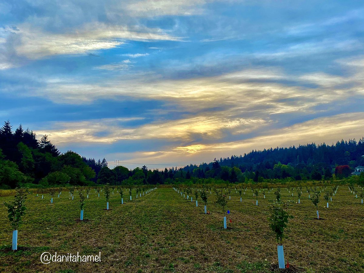 danitahamel's tweet photo. If you want to be happy for a year, plant a garden. If you want to be happy for life, plant a tree.🌳😀 Happy evening, friends.✨
#NaturePhotography #orchardlife #trees #filberts https://t.co/Q57JC5zzWa