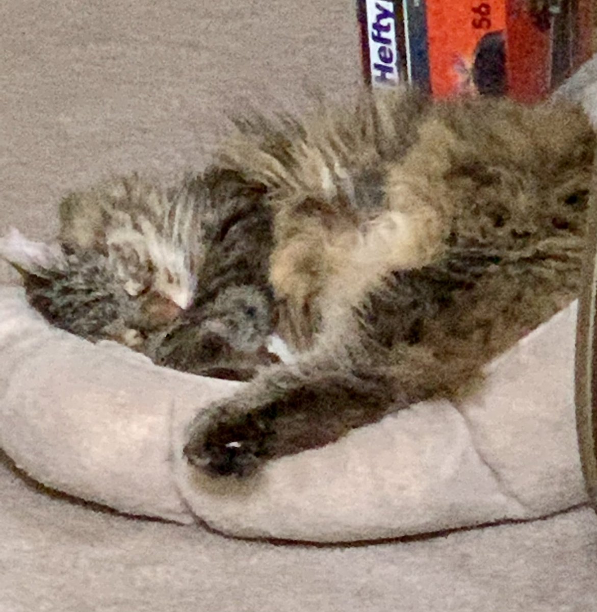 DebbiBach's tweet photo. #SNELovesPets #seniornapper @nachoflay @MoetBlindCat @CatFoodBreath https://t.co/dGXPU6l3EA