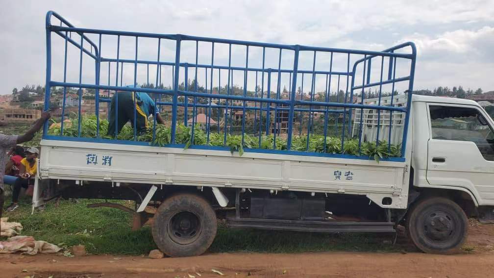 rysco_seeds's tweet photo. High quality grafted avocado (hass variety) and mango ( tommy variety) seedlings are now available at our site in Kigali ( Kinyinya). @YEAN_Rwanda @RwandaAgriBoard @g_mukeshimana @NiyigabaEtienne @AGR_RESEARCH @UmujyojyoPlc @RwandAgriExport @URSwedenProgram @UR_Huye https://t.co/fDp5dwDARk