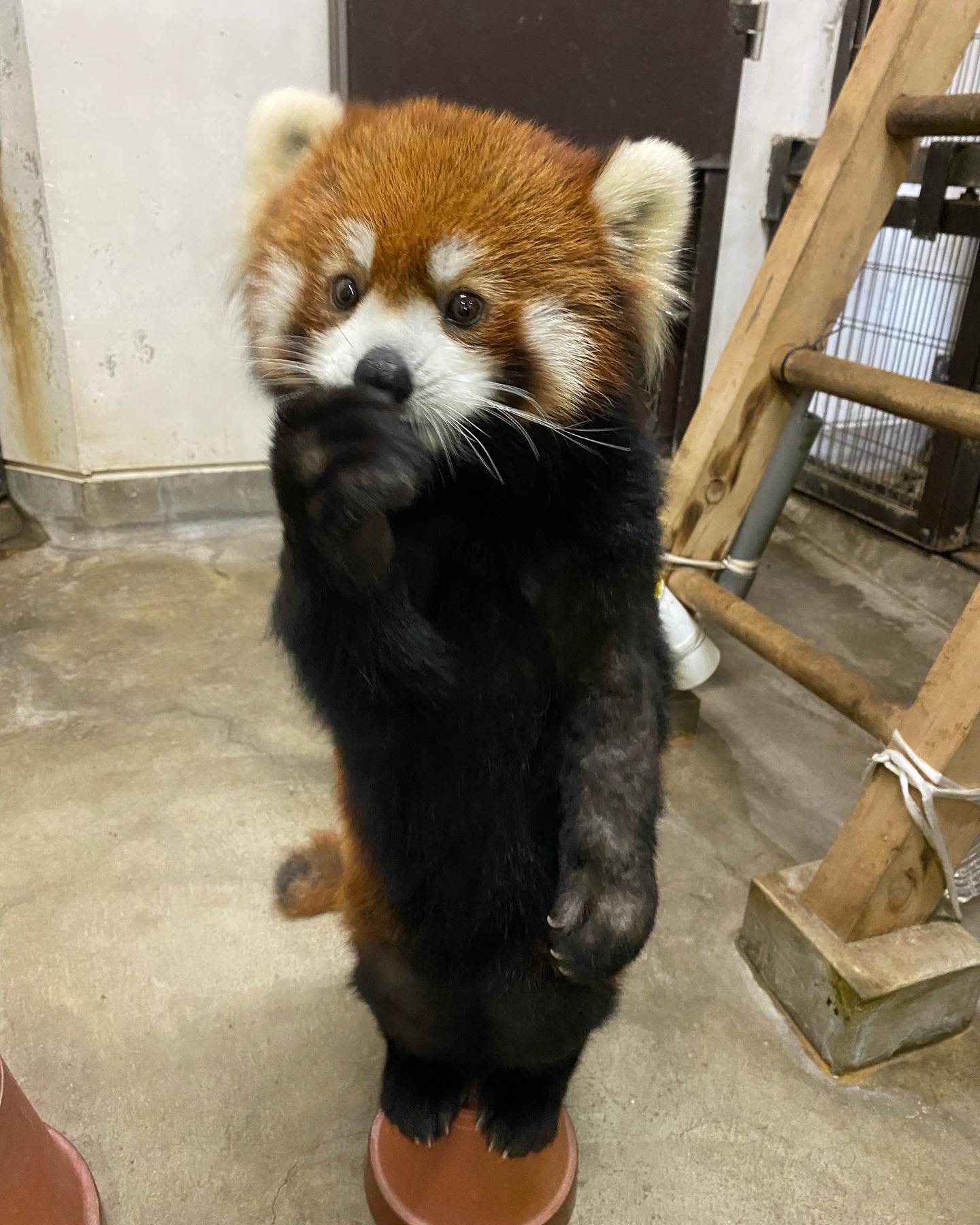 天王寺動物園［公式］ on X: 