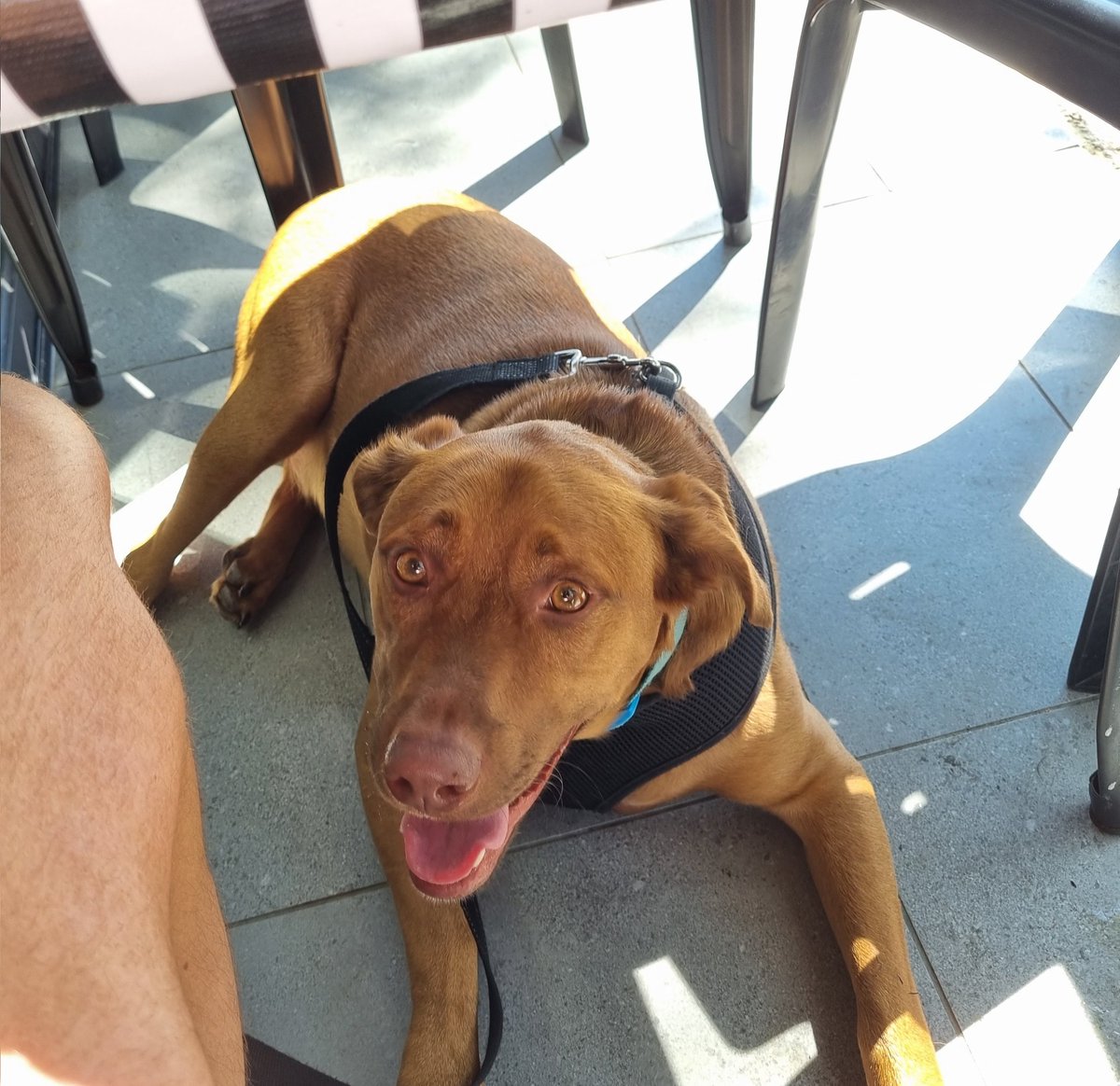 DrNicolasHart's tweet photo. Our last morning in Brisbane while we waited for the pet mobile to collect him for the flight. We're now boarded and on the plane - though I'm stressed knowing he's in the cargo hold underneath the plane. Just over 3 hours and I'll hopefully have him safely in Adelaide. #JetPet https://t.co/PbxWTe24TV