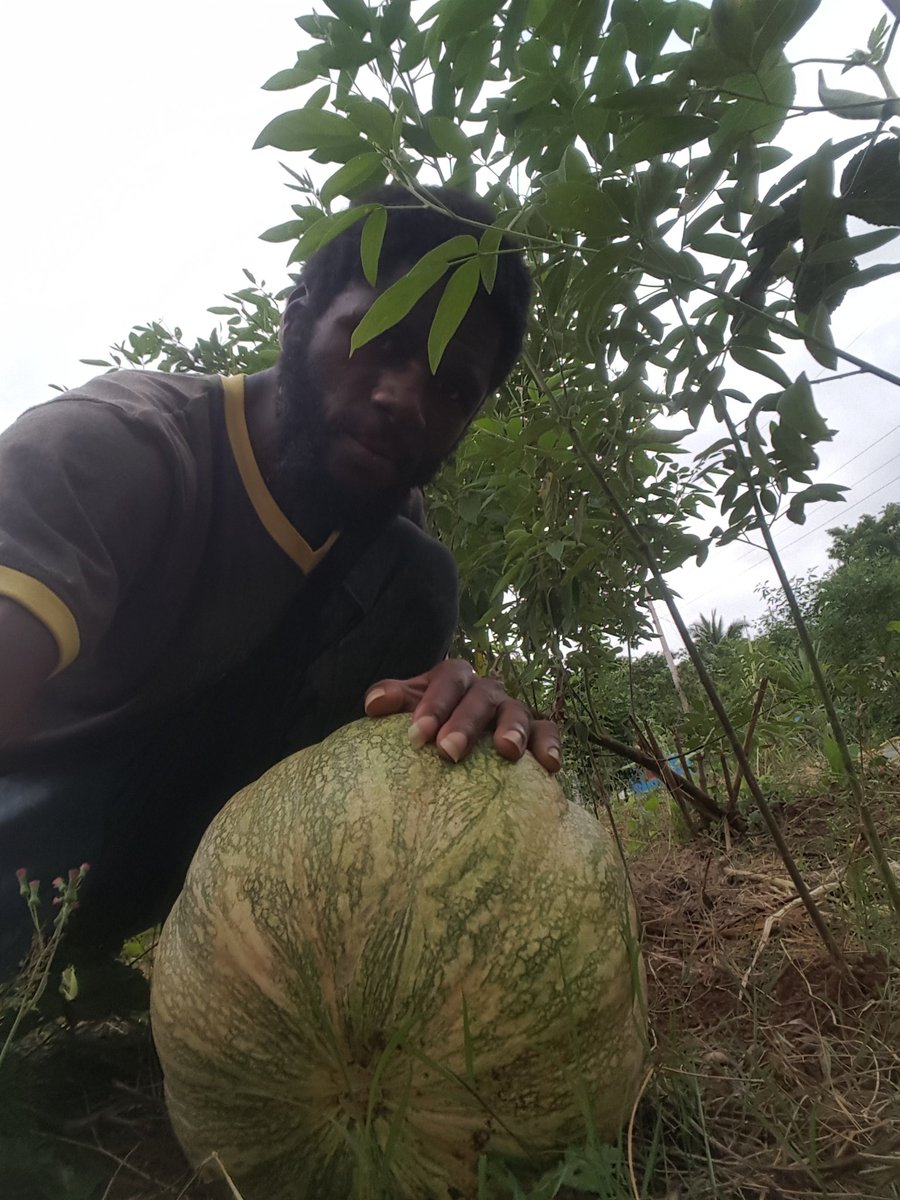 progress1962's tweet image. Pumkin my hand bless to plant them just my god given talents