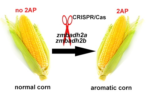 JIPBio's tweet photo. 🌽🍿Smells delicious! Wang et al. use #CRISPR to create the world's first aromatic #maize via simultaneous genome editing of the two BADH2 genes! Enjoy full &amp; free access to this fascinating paper from our August special issue on #GenomeEditing in #plants
https://t.co/0BpqFP1PfL https://t.co/nx1alluJvx
