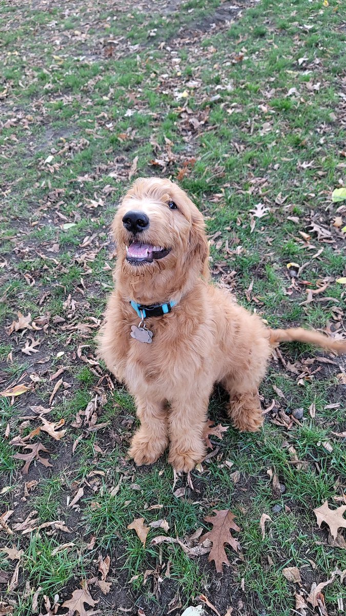 Becker MN Dog Park (@BeckerDogPark) / Posts / X