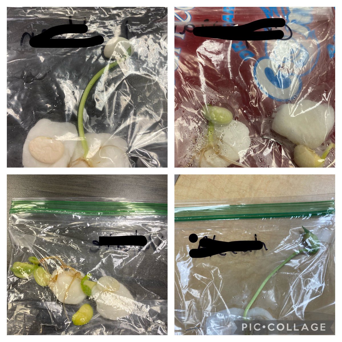 2nd graders working on what do plants need to survive. Our lima beans sprouted. <a href="/DCAComets/">Dr. Carreon Academy</a> <a href="/DesertSandsUSD/">Desert Sands USD</a> @DSUSDscience