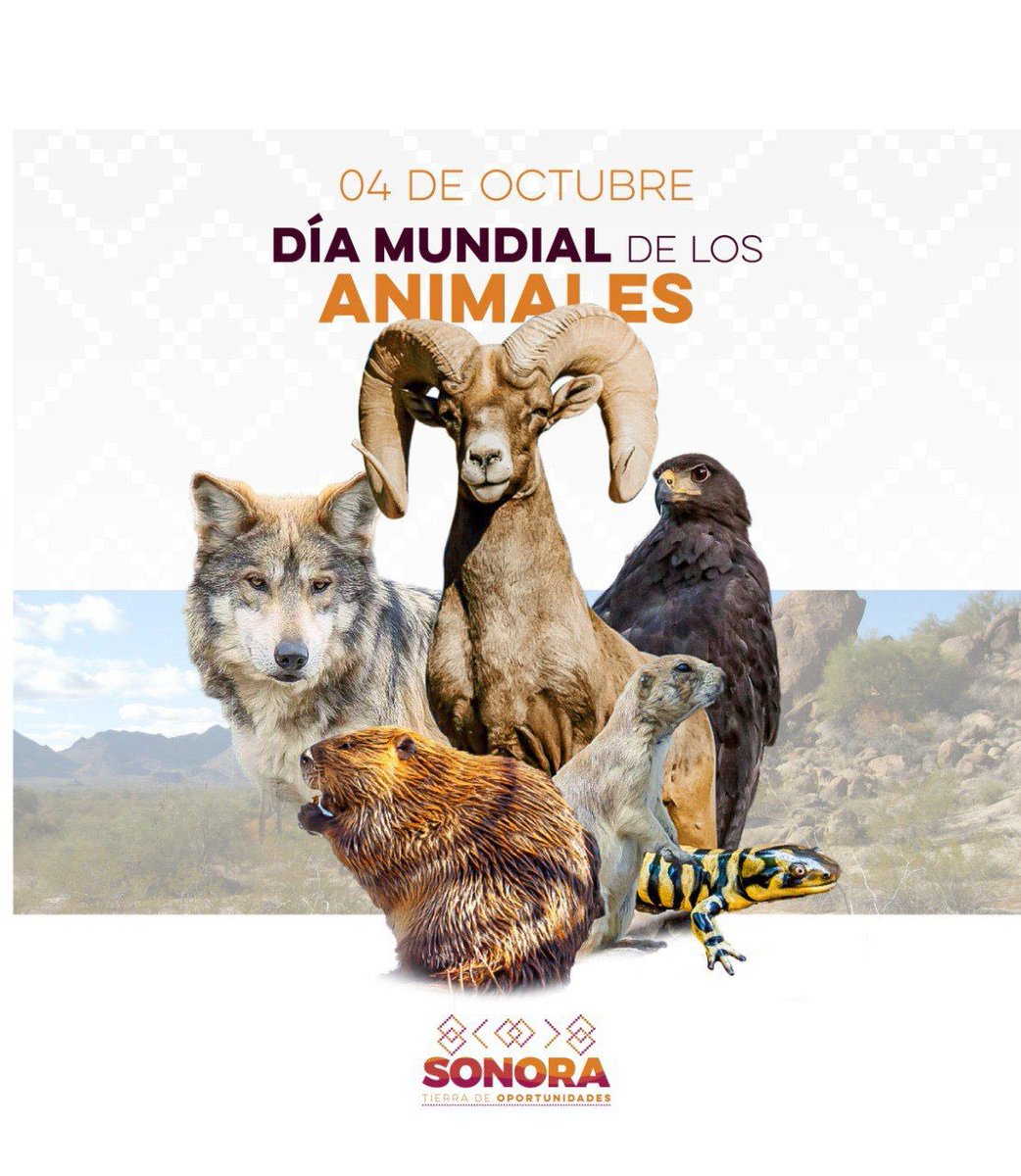 gobiernosonora's tweet photo. Hoy se celebra el Día de los Animales. Recordemos la importancia de conservar las especies animales de nuestro planeta. Algunas especies en peligro en Sonora son águila calva, lobo gris, castor, águila solitaria, borrego cimarrón, entre otras. #TierraDeOportunidades https://t.co/6ltvfBFbyx