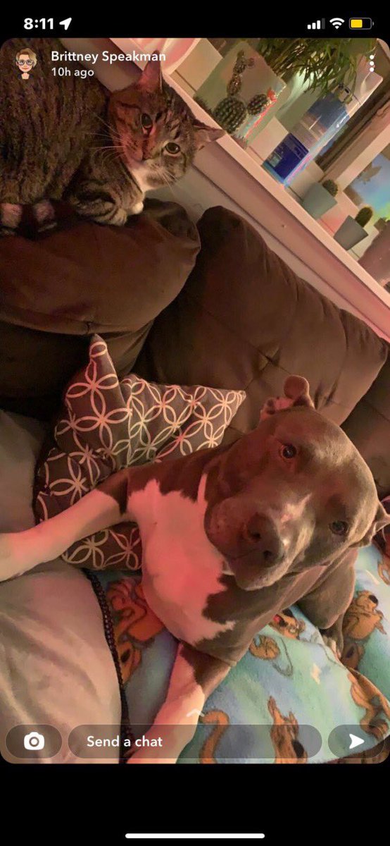 oe_mill's tweet image. This beautiful boy unfortunately lost his owner and is looking for his forever home. He is lovable and good with other dogs! Please retweet and help this poor baby!