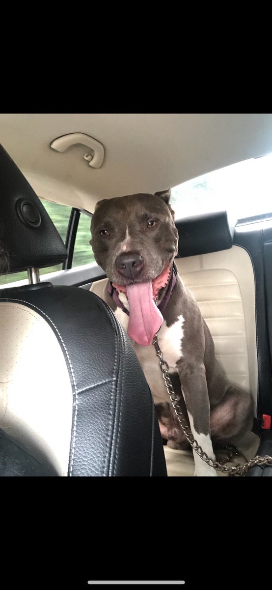 oe_mill's tweet image. This beautiful boy unfortunately lost his owner and is looking for his forever home. He is lovable and good with other dogs! Please retweet and help this poor baby!