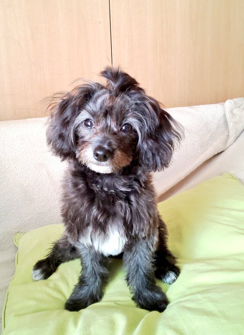 トップノットのtwitterイラスト検索結果