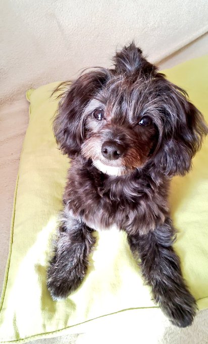 トップノットのtwitterイラスト検索結果