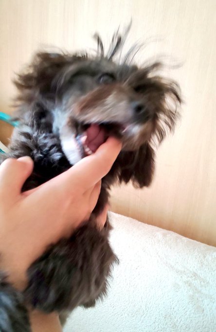 トップノットのtwitterイラスト検索結果