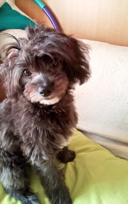 トップノットのtwitterイラスト検索結果