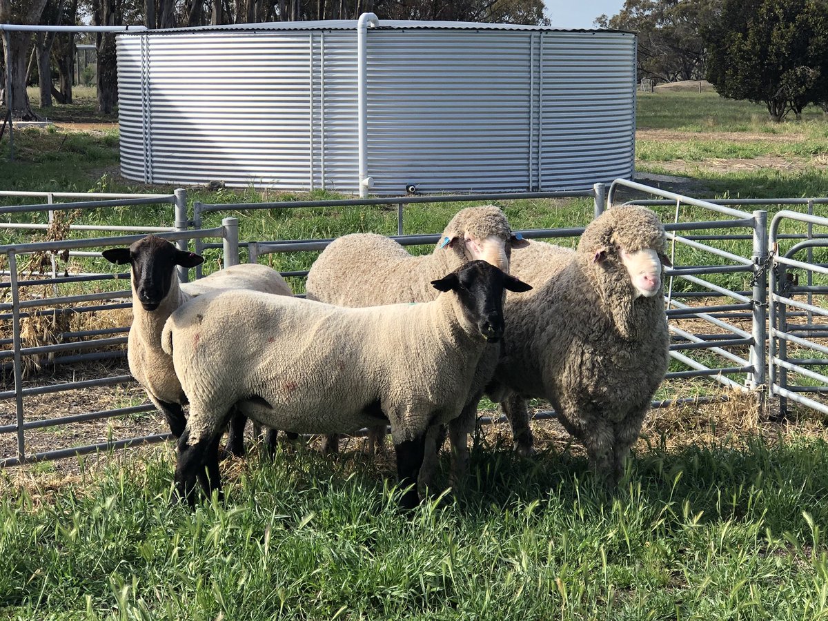 New genetics on farm ready for the upcoming joining season with potentially one more to purchase. #merino #suffolk <a href="/BarlooStud/">Barloo Stud</a> <a href="/wiringapark/">Wiringa Park</a> <a href="/Jusakstud/">Peter Walker</a> <a href="/MrsJusak/">Rochell Walker</a>