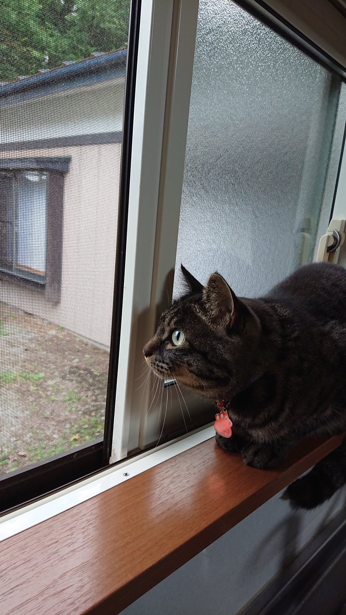 2016momo28's tweet photo. すずめと会話しているふじこ🐱 https://t.co/md1ch9Db6a