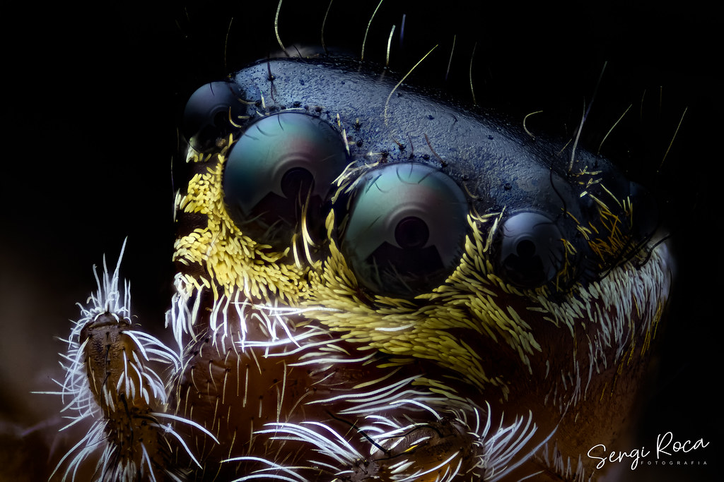 extreme-macro tweet media