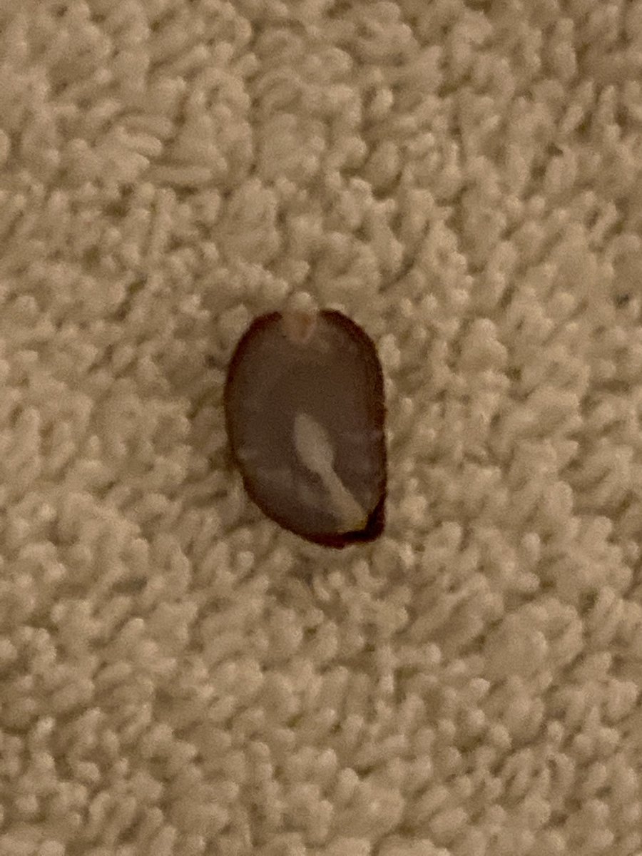 mstaton3's tweet photo. Not a good sign if you don’t like snow ⁦@Kentuckyweather⁩ https://t.co/bsJmcW56ZH