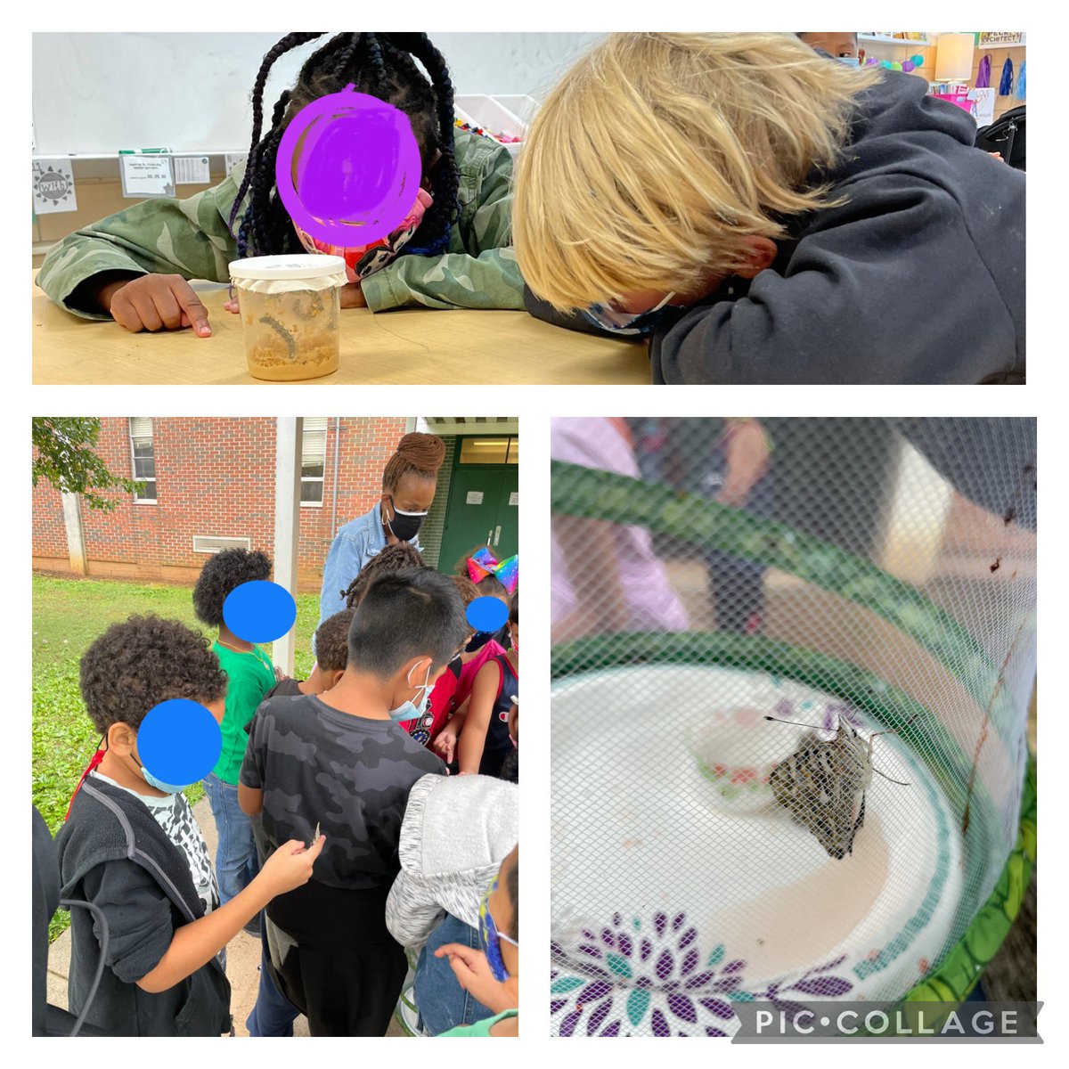 2nd Grade’s STEM PBL is so much fun! Currently they are researching the connection between pollinators and the world. While researching pollinators they had the opportunity to to care for caterpillars as they made their transition to butterflies. <a href="/DCSDSTEM/">DCSDSTEM</a>