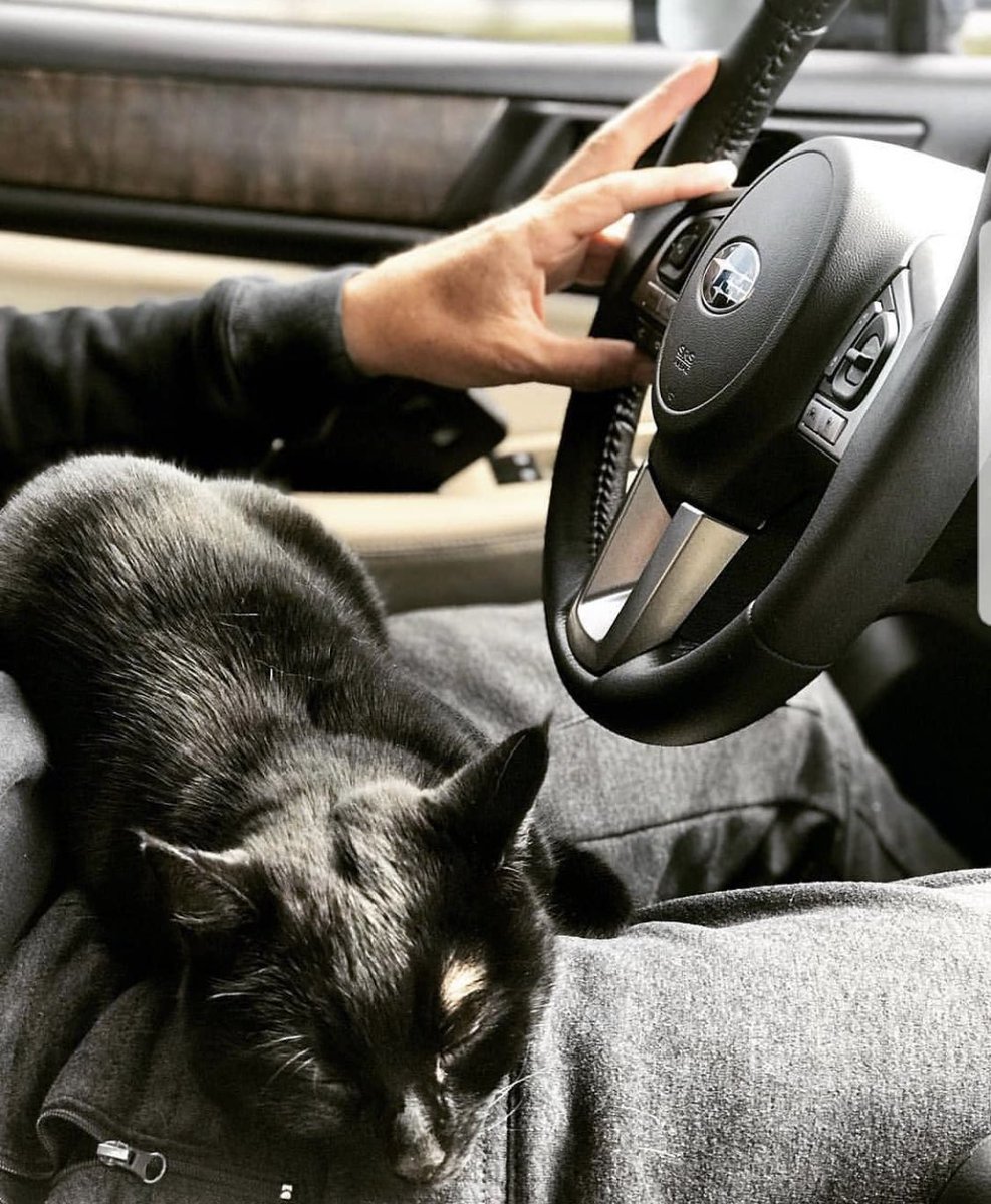 LiamsIsland's tweet photo. @subaru_usa Here, it’s like the cats have been waiting for you to ask. https://t.co/MkitWZCeSN