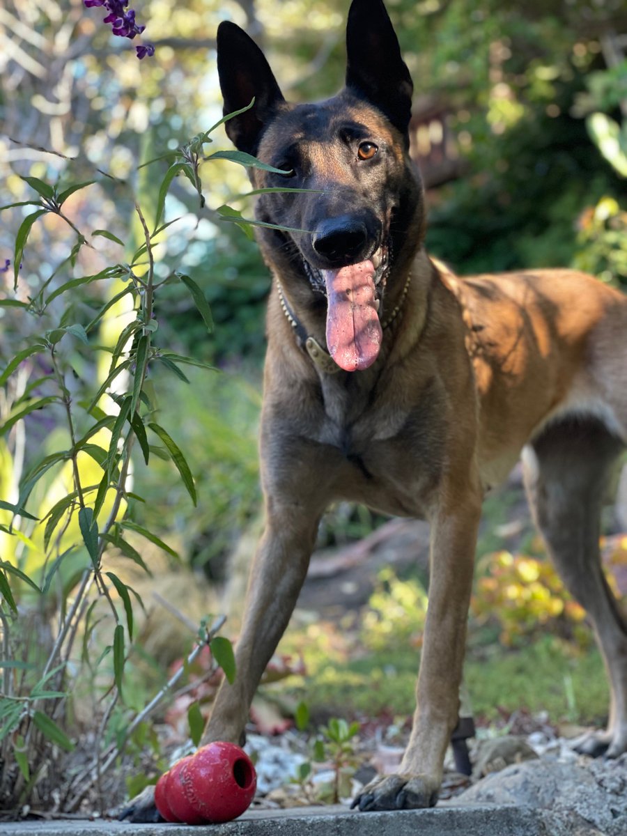 This is Ara (one of Kelly's dogs) she just celebrated her second birthday and she wants to know if you are ready to play with her. After all it is her birthday and she is ready to fetch.