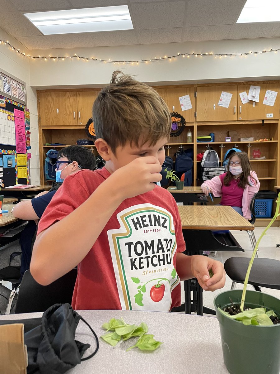 Thank you Phipps Conservatory for an awesome virtual cooking class and the basil plants! We can’t wait to use the basil as a topping for our English muffin pizzas we’re making on Friday!! <a href="/west_elem/">TrinityWestElem</a>