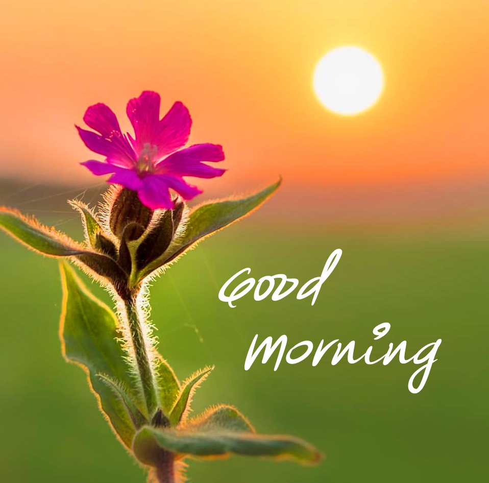 MasudRanafx2's tweet photo. Good Morning..... Have a nice a day... https://t.co/qW2iKERSxW