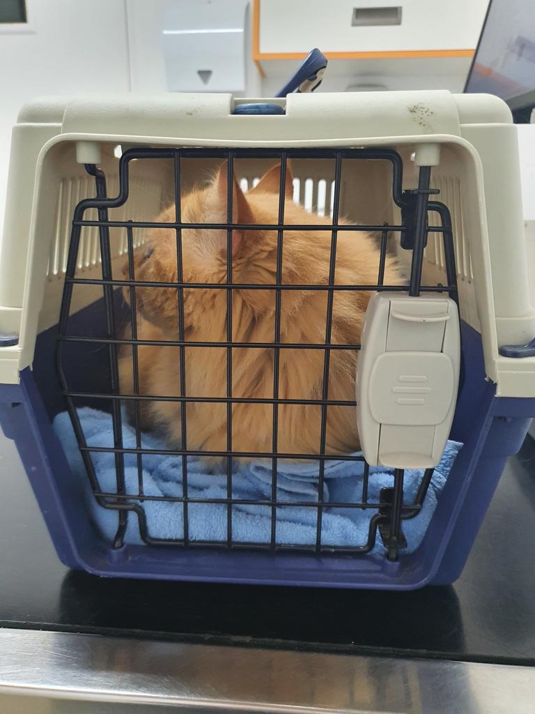 DameHat's tweet photo. @SnowyBoston Can you believe my #NewMyMum has taken me to the V. E. T. 🙀🙀 #TheIndignity https://t.co/6owZxkg0VZ