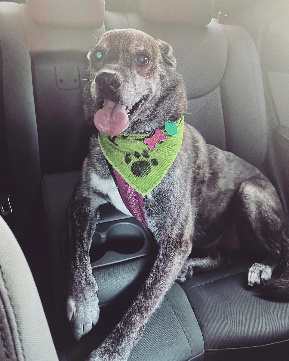 mrs_brown_cte's tweet photo. Harley found her way to the Azle Homecoming Parade for free pets. https://t.co/ekZhxh2PHV
