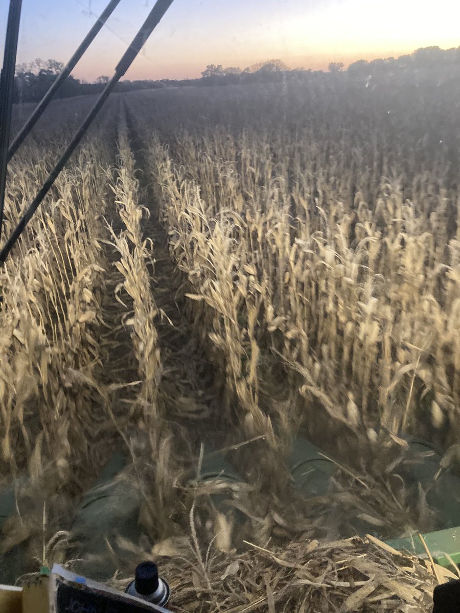 RaylenPhelon's tweet photo. Combining some corn, beans are a week or two out before they are ready to harvest. Yields a little lower than I’d like, but ok for some of the hot weather (100 deg.) days we had. https://t.co/sFZGaye0lL