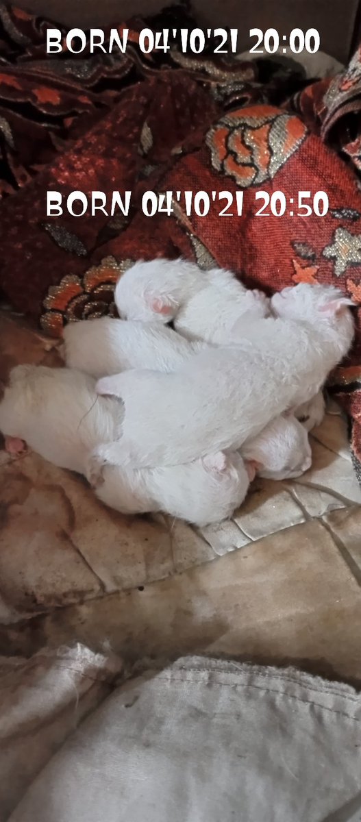 Alviyansyah bin mahmud bin marulloh bin ghoni (@rinalalvin) on Twitter photo 