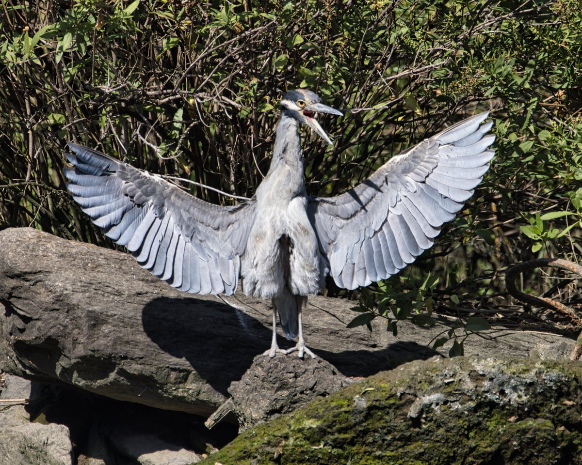 JohnReedPavan's tweet photo. This delightful yellow-crowned night heron grew up in Little Hellgate Salt Marsh. How do I know, he's missing his toes. Stumpy's back! He's looking a lot better groomed than in the winter.
#yellowcrownednightheron #nightheron #littlehellgate #saltmarsh #randallsisland #Nycparks https://t.co/ZplJv3wOqG