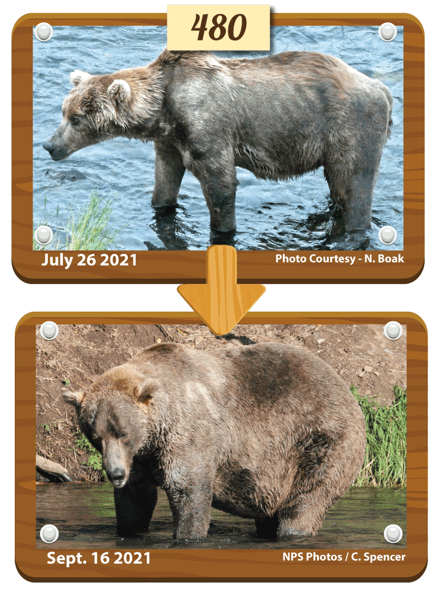 Today's winner is OTIS, which means that tomorrow he competes in the ultimate final Fat Bear Week championship!