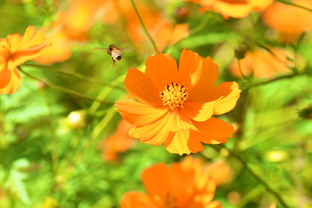 lVPyORTvtl5Okuf's tweet photo. 皆様おはようございます🌼🐝

この前作ったブルーベリージャム🫐とパン🥖持って仕事行って来ます🚙💨💨💨

#キバナコスモス #ミツバチ https://t.co/5d6YmvF8xY