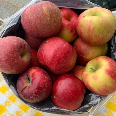 Agriberry Farm tweet media